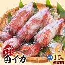 【ふるさと納税】白イカ 1.5kg【5-8杯程度入】冷凍便 バラ凍結 いか ケンサキイカ 海鮮系 海の幸 夏の食材 お刺身 焼き物 揚げ物 グルメ 白いか 鮮度...