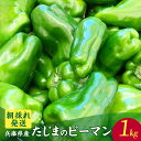 【ふるさと納税】【朝採れ発送】 たじまのピーマン 【1kg】肉厚ながら苦みが少なく濃い緑が輝くピーマン ! ※期間限定 香美町 野菜 ピーマン 緑黄色野菜 採れ...