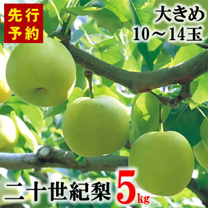 【ふるさと納税】【先行予約】香住産 二十世紀梨 5kg 大きめサイズ(1玉350g~500gを10~14玉)【9月10日まで】 20世紀 梨 兵庫県香美町で育つ「香住梨」 一つひとつの糖度を計測して出荷 香住梨 甘い フルーツ くだもの 二十世紀なし ナシ 果物 和梨 香住梨 梨 送料無料