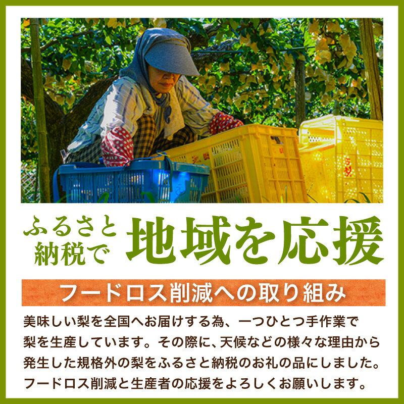 【ふるさと納税】《2026年産 先行予約》梨 二十世紀梨 香住梨 3kg ご自宅用 優品（Bランク）【L～5Lサイズ混合 6～10玉】なし 20世紀梨 果物【令和8年8月下旬以降発送予定】おすすめ 香美町 香住 フルーツ ナシ 家庭 訳あり 青梨 和梨 国産 たじまんま 76-03 送料無料