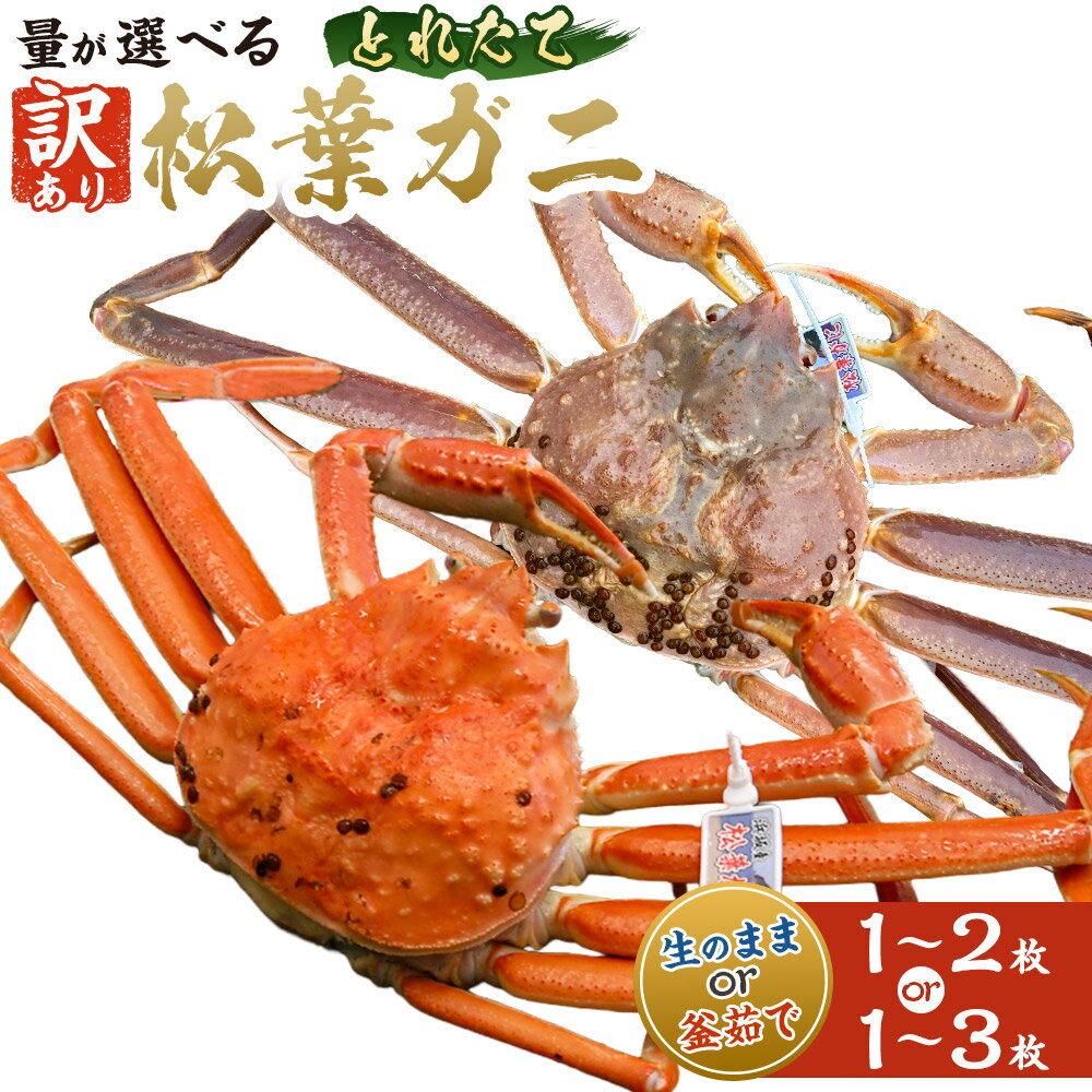 【ふるさと納税】【訳あり】松葉ガニの本場・生/釜茹で 松葉ガニ とれたて(冷蔵) 1〜3枚入 蟹 カニ かに 松葉ガニ ズワイガニ 生 釜茹で 蟹味噌 カニミソ...