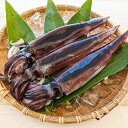 【ふるさと納税】【便利な個包装】朝とれスルメイカ 3杯セット(3杯×約200〜約300g)約750g前後 高鮮度3D凍結 スルメ するめ するめいか いか イカ...