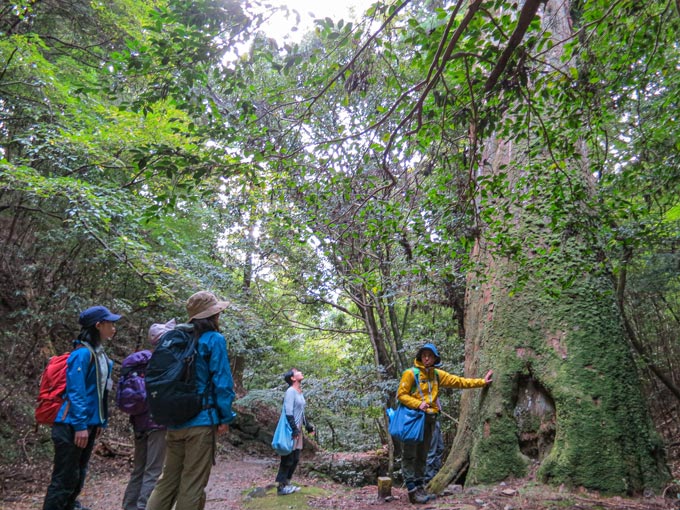 楽天奈良県奈良市【ふるさと納税】春日山原始林ガイドウォーク 奈良市 春日山原始林を未来へつなぐ会 なら