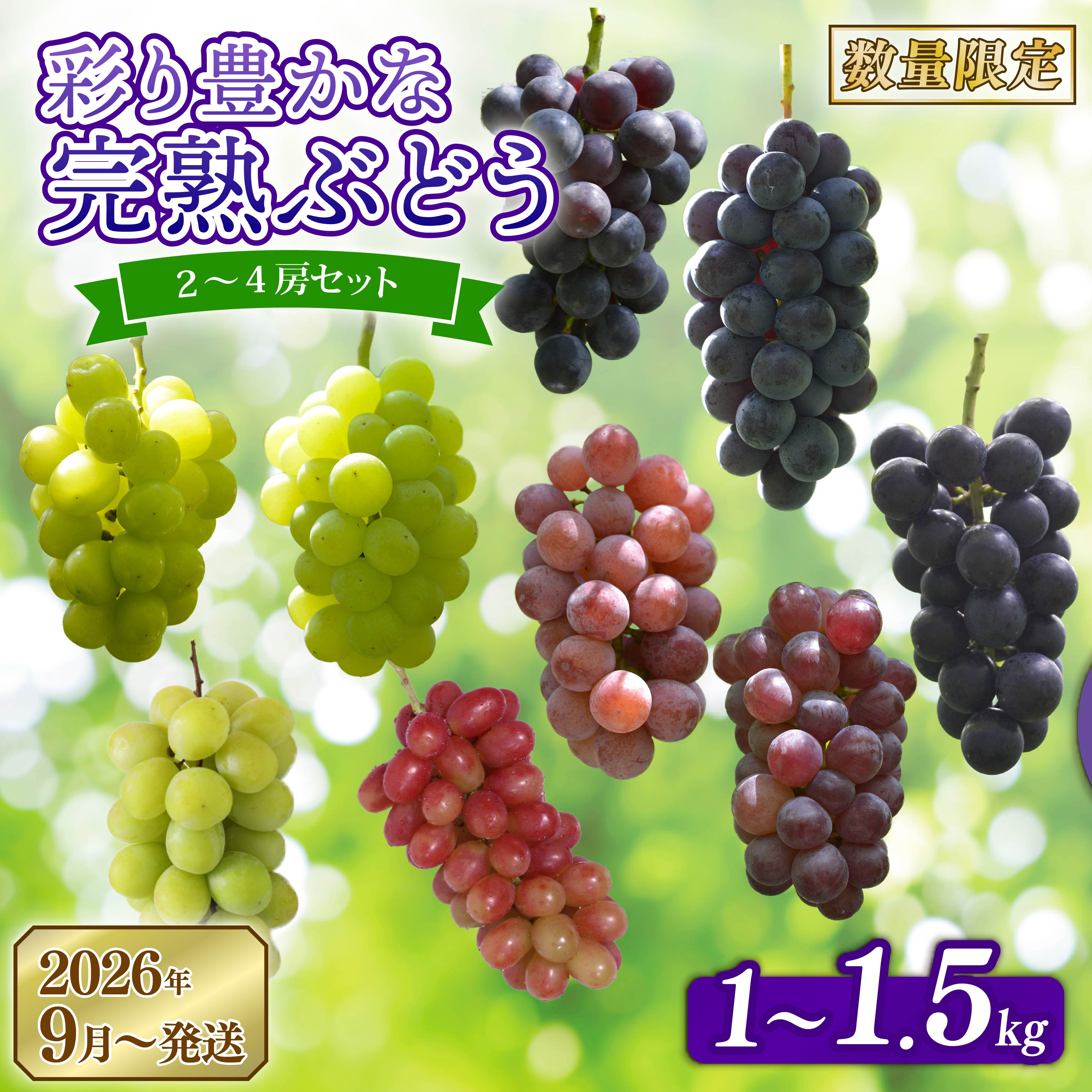 【ふるさと納税】 【先行予約】 2026年発送 彩り豊かな完熟ぶどう 選べる 2～4房セット 1～1.5kg 9種類 食べ比べ 数量限定 早期終了 予定あり ぶどう 葡萄 希少品種 フルーツ 果物 くだもの 新鮮 甘い 皮ごと 田原ぶどう園bigarre 奈良県 奈良市 奈良 なら