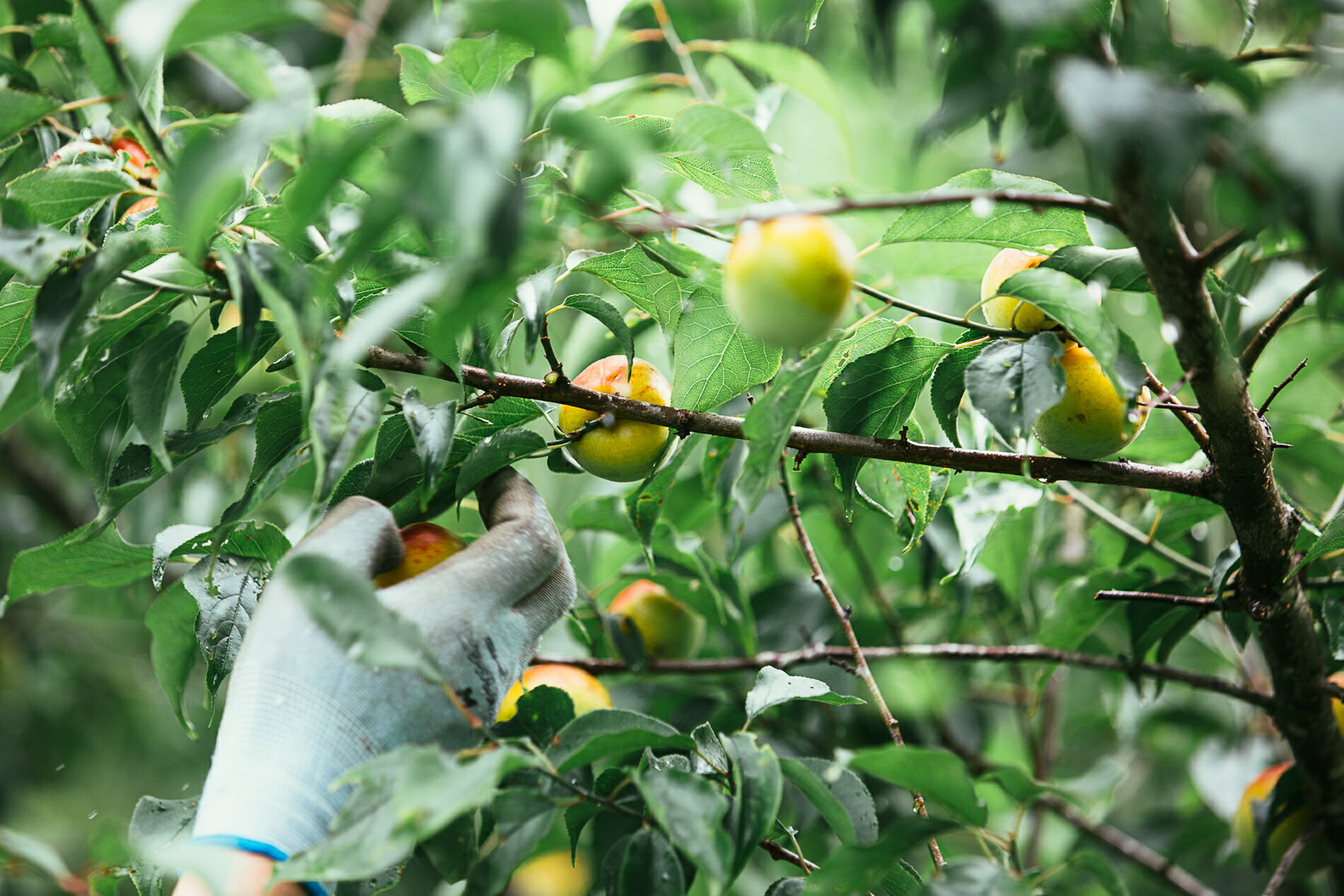 奈良県奈良市の画像3