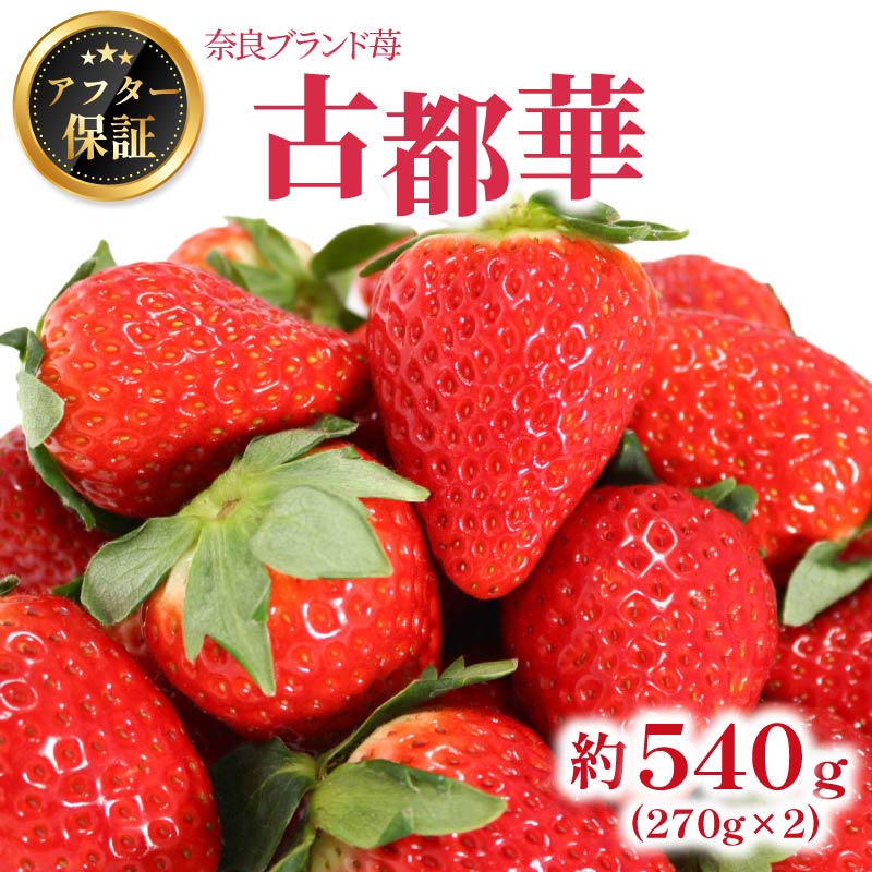 いちご 古都華 約540g 約270g × 2パック 2026年1月発送 冷蔵 小分け 果物 スイーツ デザート フルーツ ベリー ふるさと納税いちご 大粒 採れたて 完熟 おやつ 産地直送 先行予約 数量限定 季節限定 ブランド 苺 イチゴ いちご 岩井農園 奈良県 奈良市