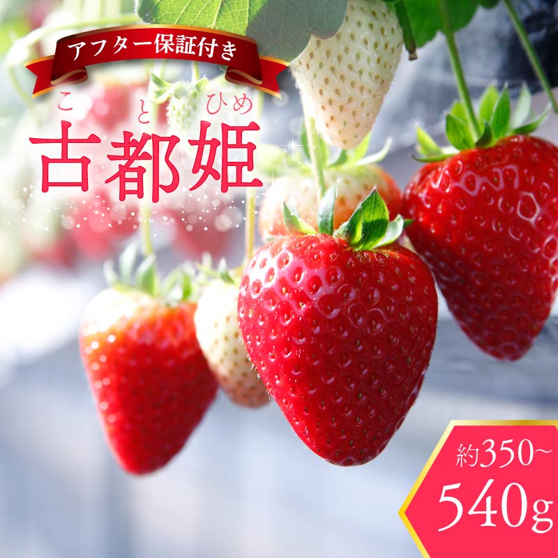 いちご 古都姫 約350g〜540g 超希少品種 2026年2月発送 冷蔵 小分け 果物 スイーツ デザート フルーツ おやつ 産地直送 先行予約 数量限定 季節限定 ブランド 苺 イチゴ いちご 希少 お取り寄せ 贈答用 化粧箱入り 大粒 岩井農園 奈良県 奈良市
