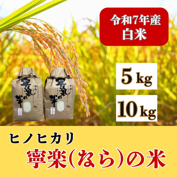 令和7年産 ヒノヒカリ 『寧楽(なら)の米』 5kg 10kg 白米 2025年収穫 順次発送 農家直送 米 お米 ひのひかり ごはん ご飯 おにぎり 炊き立て 美味しい とも農園 奈良 なら 令和7年度 奈良市 奈良県