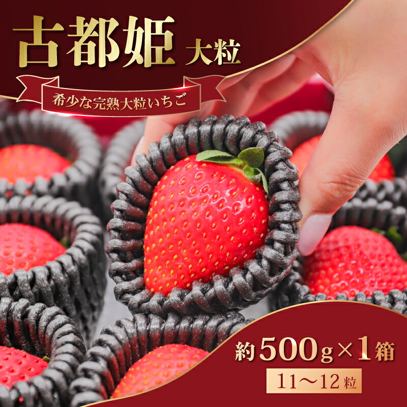 苺 いちご 古都姫(大粒) 大粒 フルーツキャップ 約500g×1箱 冷蔵 小分け 2027年 2~3月発送 果物 スイーツ デザート くだもの フルーツ ベリー いちご 採れたて 完熟 産地直送 先行予約 季節限定 ブランド イチゴ ギフト 中村農園 奈良県 奈良市 奈良 なら