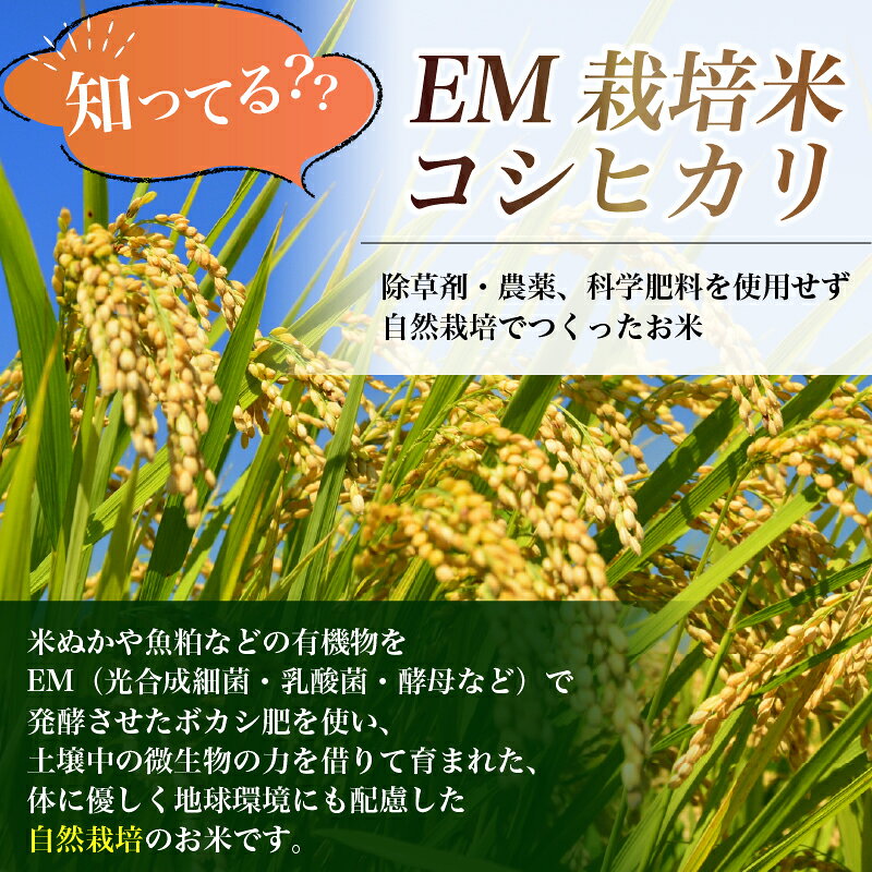 【ふるさと納税】 新米 コシヒカリ EM米 em米 選べる 白米 玄米 単品 3kg ~ 10kg 米 お米 令和8年産 数量限定 単発 新米 お米 おこめ コメ こめ 国産 こしひかり 人気 お米 国産 こめ ライス ご飯 ごはん お弁当 白ご飯 精米 農家直送 送料無料 窪田りんご園 奈良県 奈良市 f292010-nara-10003432 奈良県奈良市 サンプル画像2