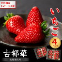 【ふるさと納税】奈良県産いちご 古都華 化粧箱入り4パック【12月中旬から発送】_ いちご 苺 果物 フルーツ くだもの 旬 人気 おすすめ 贈答 ギフト 産地...