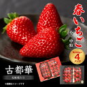 【ふるさと納税】令和8年度 春いちご 古都華 約300g×4パック 合計約1200g_ いちご 苺 果物 フルーツ くだもの 旬 人気 おすすめ 贈答 ギフト 産地直送 送料無料 冷蔵 【配送不可地域:離島・北海道・沖縄県】【1486658】
