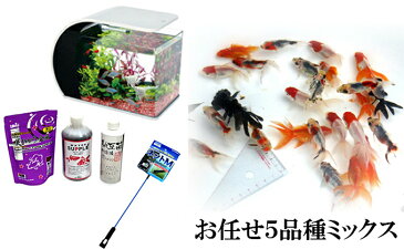 【ふるさと納税】お洒落本格志向金魚アドバンスキット 【生き物・水槽・濾過槽】