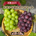 【ふるさと納税】【大和ぶどう】おまかせ詰め合わせセット 果物 フルーツ 葡萄 お届け:2025年9月上旬~10月中旬