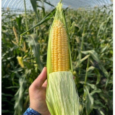 【ふるさと納税】栽培期間中農薬不使用 とうもろこし (7~10本)【配送不可地域:離島・北海道・沖縄県・東北・関東・九州】【1580369】 【ふるさと納税】栽培期間中農薬不使用 とうもろこし (7~10本)【配送不可地域:離島・北海道・沖縄県・東北・関東・九州】【1580369】