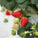 【ふるさと納税】古都に咲く真っ赤な華いちご「古都華」(270