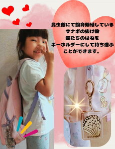 【ふるさと納税】橿原市昆虫館オリジナル 蝶のはね入り・サナギの抜け殻キーホルダー5点セット