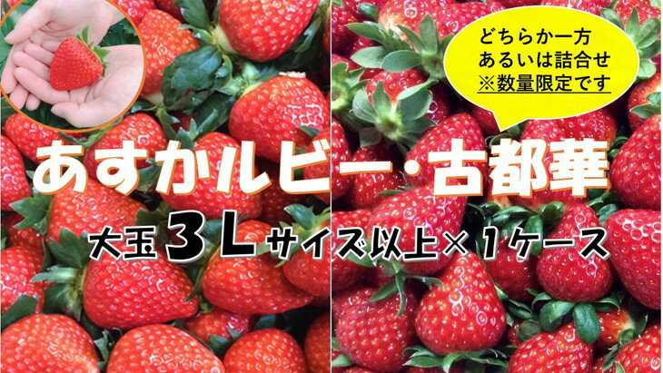 【ふるさと納税】奈良県の高級ブランドいちご　毎年大好評の甘い美味しい大粒苺（3L以上のあすかルビー・古都華（ことか））◇※発送前に電話連絡あり※2024年1月より順次発送予定※北海道・沖縄・離島への配送不可