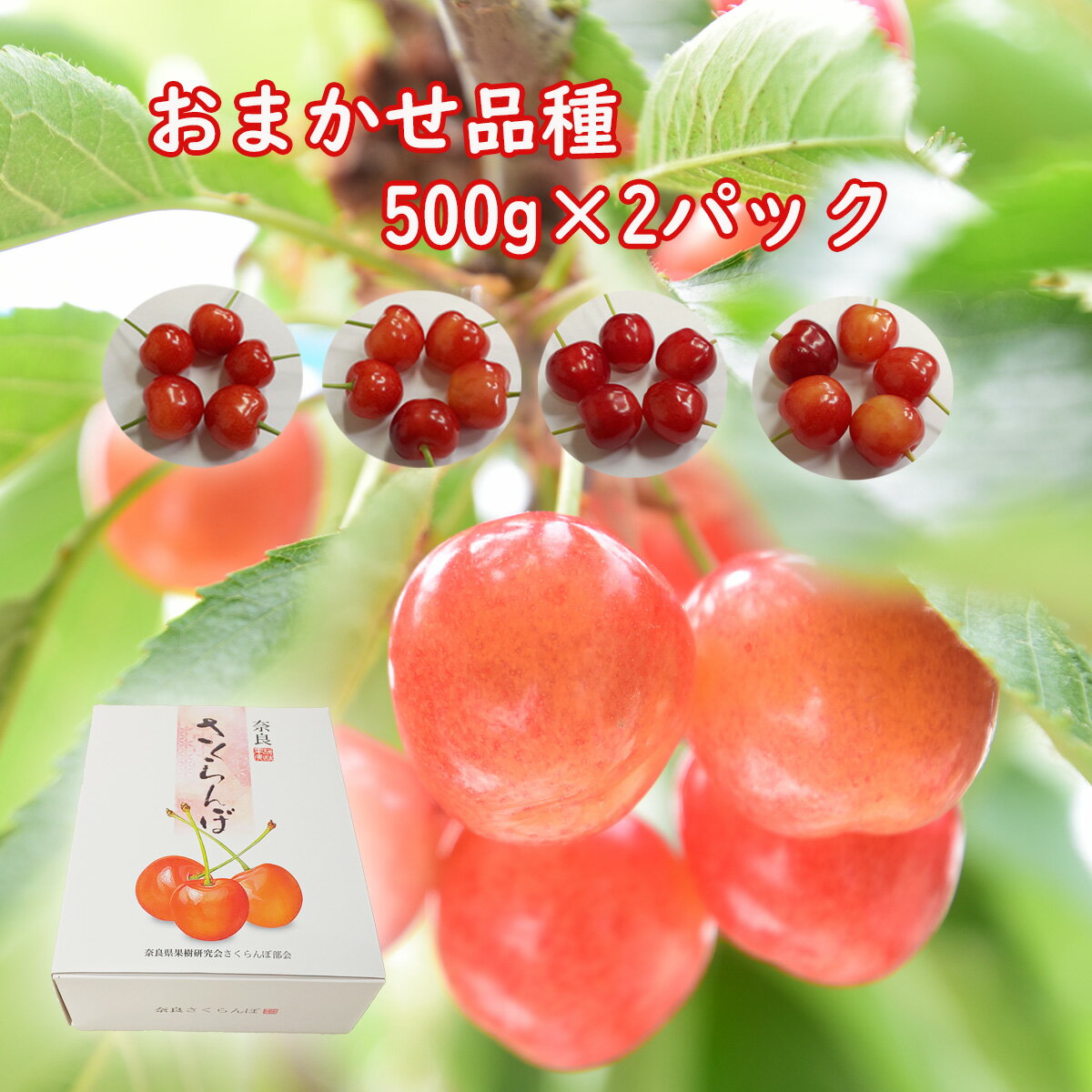 【ふるさと納税】品種おまかせ さくらんぼ 500g × 2 