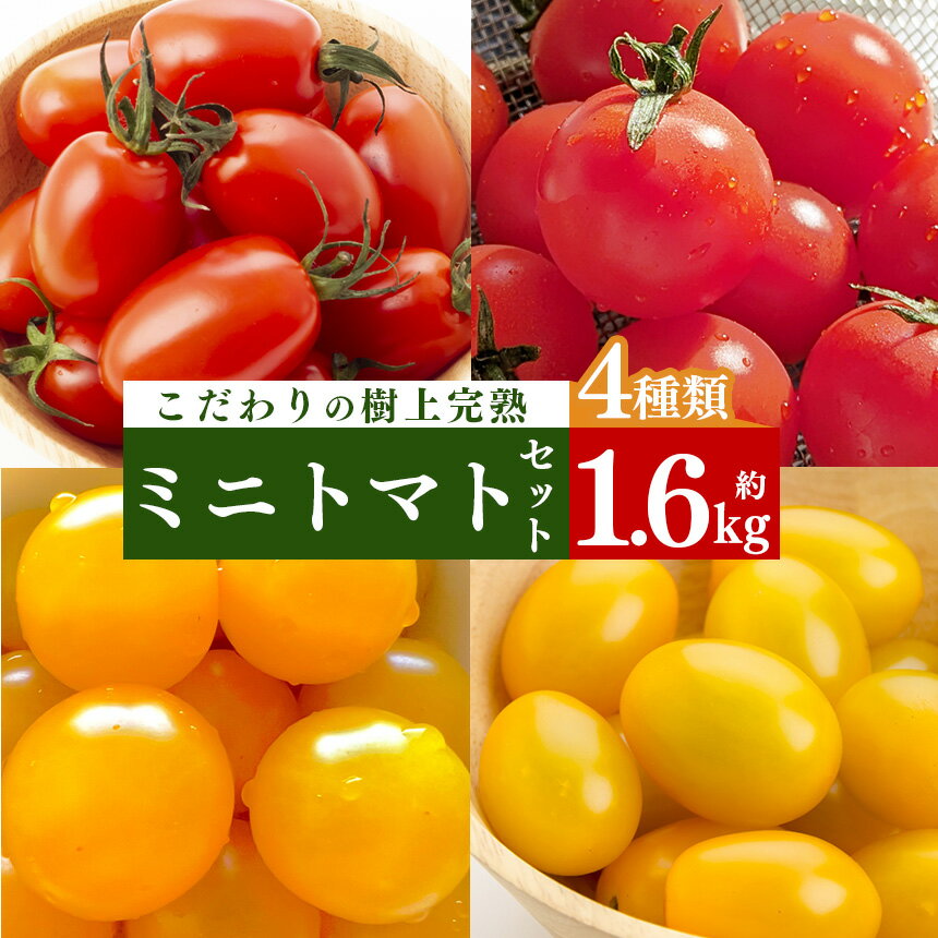 3位! 口コミ数「0件」評価「0」ミニトマト約 400gx4 計約1.6kg ｜ヤサイ 野菜 やさい トマト とまと ミニトマト 奈良県 五條市