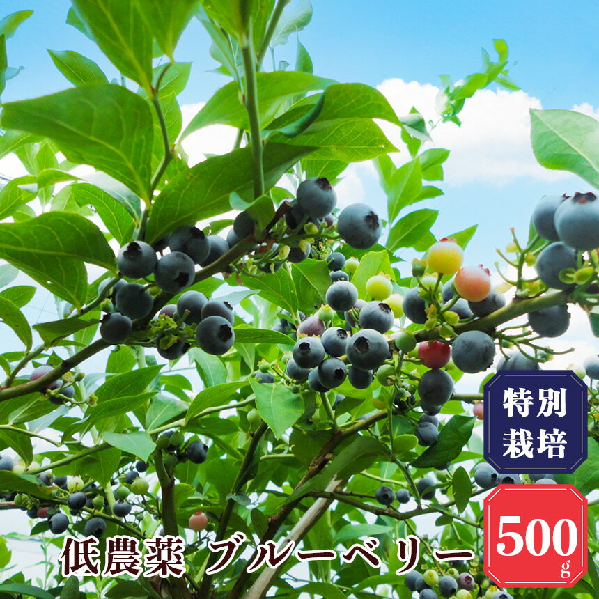 [先行予約][堀内果実園]奈良県産 特別栽培 ブルーベリー100gx5Pセット | フルーツ 果物 くだもの ベリー 奈良県 五條市 低農薬 季節限定