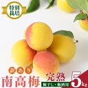 【ふるさと納税】【堀内果実園】【訳あり】特別栽培・大切に育てた完熟南高梅(約5kg) | 果実 かじつ カジツ 梅 うめ ウメ 南高梅 奈良県 五條市