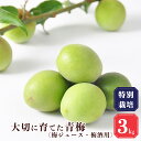 農薬を控えた特別栽培で愛情込めて育てた梅です。 「健康な土壌からおいしい果実が育つ」と、杉やひのきなど奈良ならではの資材を用いて ミミズやモグラの土壌の生き物の力を借りながらフカフカの土壌づくりに力入れています。 一つ一つ大切に人の手で摘み取り、フレッシュな状態でお届けいたします。 五條の梅は香りが大変よく、梅酒や梅シロップ作りすると美味しいと好評いただいております。 名称先行予約 特別栽培・大切に育てた青梅(梅ジュース・梅酒用）3kg 内容量青梅 3kg 発送時期6月上旬より順次発送予定 消費期限生もののためお早めにお召し上がりください 産地奈良県 提供元株式会社堀内果実園 ・ふるさと納税よくある質問はこちら ・寄附申込みのキャンセル、返礼品の変更・返品はできません。あらかじめご了承ください。先行予約 特別栽培・大切に育てた青梅(梅ジュース・梅酒用）3kg ※6月旬上旬より順次発送予定 農薬を控えた特別栽培で愛情込めて育てた梅です。 「健康な土壌からおいしい果実が育つ」と、杉やひのきなど奈良ならではの資材を用いて ミミズやモグラの土壌の生き物の力を借りながらフカフカの土壌づくりに力入れています。 一つ一つ大切に人の手で摘み取り、フレッシュな状態でお届けいたします。 五條の梅は香りが大変よく、梅酒や梅シロップ作りすると美味しいと好評いただいております。 ※必ずお読みください 【発送に関してのお知らせ】 ※離島などの、配送にお日にちがかかったり、クール便の取り扱いのない地域の方からのお申込みについては、配送できません。ご了承ください。 ≪配送不可地域≫北海道・沖縄を含むすべての離島 ※配達日のご指定はできませんので予めご了承ください ※寄附者様都合で期間内に受取れなかった場合、再発送はできません。 ●五條市 他のおすすめ返礼品3選 ● 堀うち農園 どっさり 10kg￥10,000 梨子本農園の梨4kg（7～13個入）￥10,000 訳あり富有柿（約7.5kg）￥10,000