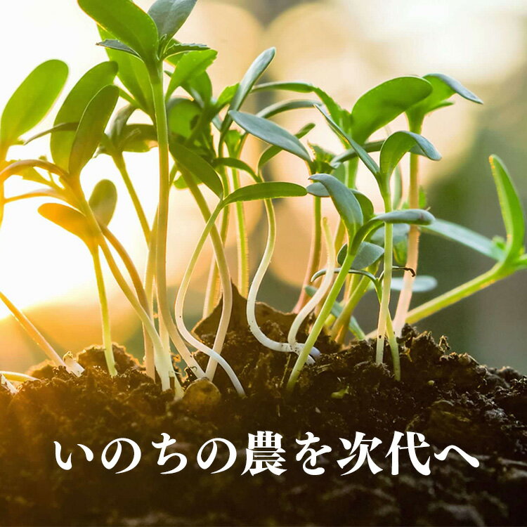 【ふるさと納税】【 定期便 12回 】 生命の農法（ 無化学農薬 ・ 無化学肥料栽培 ） 季節の野菜 セット 詰め合わせ 奈良県 五條市