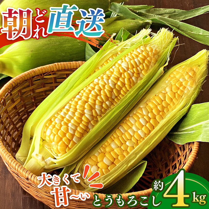 【奈良県産】太陽の微笑み とうもろこし約4kg | 野菜 やさい ヤサイ ベジタブル とうもろこし トウモロコシ 奈良県 五條市 スイートコーン 人気 朝採り 産地直送 甘い 送料無料 期間限定 コーン 黄色 鮮度 採れたて 新鮮 甘い 糖度 夏野菜 旬 お取り寄せ