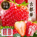 【ふるさと納税】《サイズが選べる》【2026年1月発送】高級いちご「古都華」2パック 約560g 先行予約 ことか 甘い 糖度 濃い 濃厚 果汁 香り 朝摘み ...