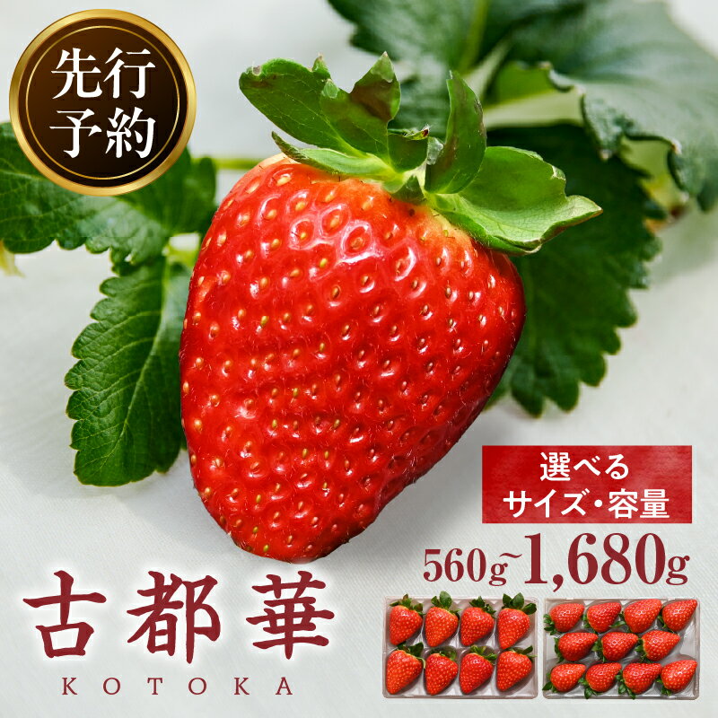 【ふるさと納税】先行予約 高級いちご「古都華」 ことか 大粒 甘い 濃い 濃厚 糖度 ブランド いちご イチゴ 苺 フルーツ 果物 くだもの ご褒美 高級 贈答 贈り物 ギフト プレゼント サイズ・パック数が選べる きよの杜農園 奈良県 生駒市 送料無料のサムネイル