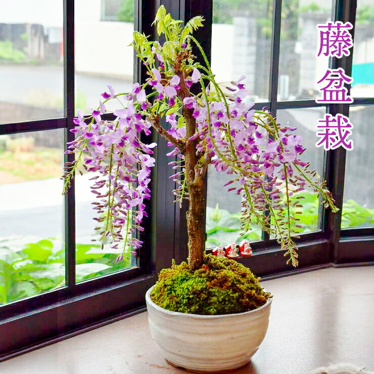 花・観葉植物(盆栽)人気ランク2位　口コミ数「6件」評価「4.17」「【ふるさと納税】藤盆栽 [1123]」