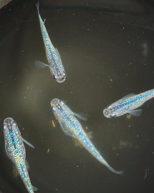 メダカ サファイア 5匹 （2ペア＋1匹） 死着保証 ／ aju succulent 観賞魚 淡水魚 魚 ペット 生き物 奈良県 葛城市【ajus002】