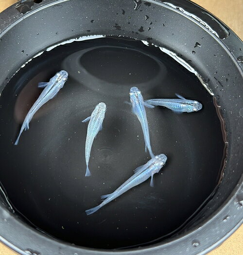 メダカ 深海 5匹 （2ペア＋1匹） 死着保証 ／ aju succulent 観賞魚 淡水魚 魚 ペット 生き物 奈良県 葛城市【ajus004】