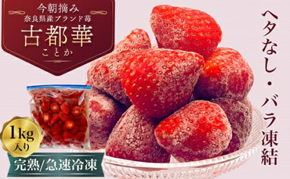 （冷凍）バラ凍結 冷凍いちご 1,000g （1kg） 古都華 【令和6年5月から順次発送】 ／ 丸笑いちご園 フルーツ 苺 イチゴ 果物 朝採り 希少品種 甘い 先行予約 奈良県 葛城市