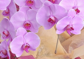 ふるさと納税 高級感胡蝶蘭ホワイト5本立ち サンオーキッド白花鉢花胡蝶蘭花 観葉植物プレゼントお祝開店就任新築開業 奈良県葛城市 ふるさと納税 高級感胡蝶蘭ホワイト5本立ち サンオーキッド白花鉢花胡蝶蘭花 観葉植物プレゼントお祝開店就任新築開業 奈良県葛城市