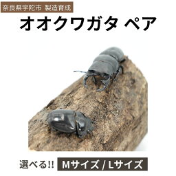 【ふるさと納税】<選べるサイズ>オオクワガタ(Mサイズ ペア / Lサイズ ペア)/ ふるさと納税 オオクワガタ ペア メス オス 成虫 夏休み 国内生育 奈良県 宇陀市