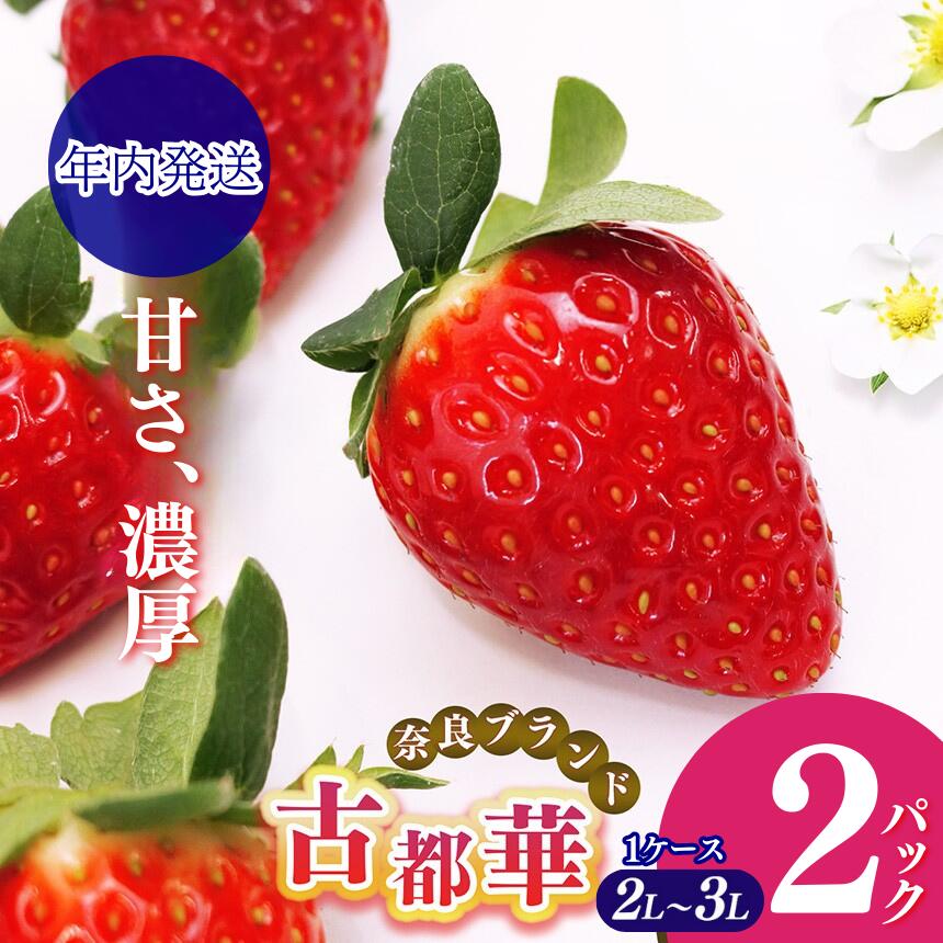 [ 年内発送 ]いちご 平群の「 古都華 」 2L 〜 3L サイズ (2パック 1ケース) 計2パック | 数量限定!! 期間限定 フルーツ 果物 くだもの ブランド 苺 甘い 大人気 12月発送 旬 送料無料 濃厚 産地直送 辻本農園 奈良県 平群町