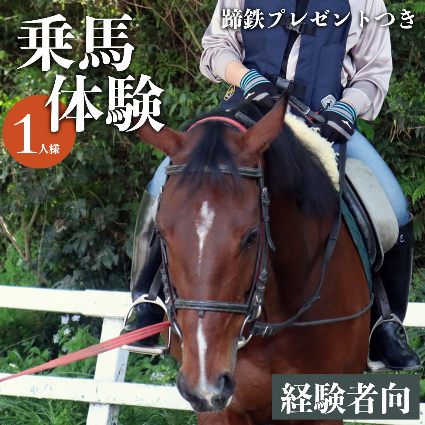 【ふるさと納税】ビジター【初級】(蹄鉄プレゼントつき) 馬 経験者向け 体幹トレーニング 楽しい ふれあい 奈良県