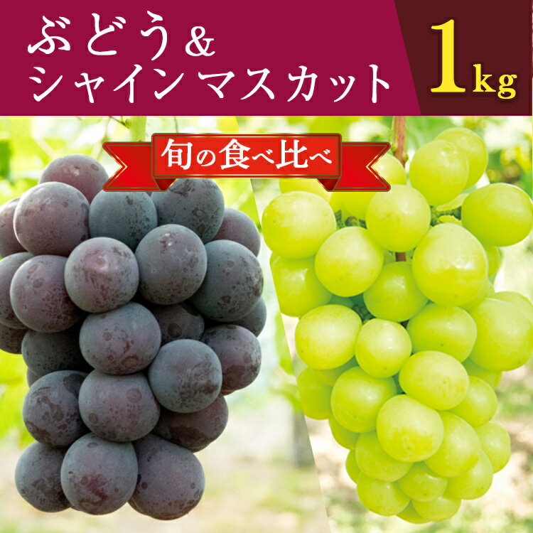 8位! 口コミ数「1件」評価「5」平群のぶどう（巨峰・ピオーネ等）＆ シャインマスカット（各1房 計2房）約1kg|フルーツ ぶどう 葡萄 ブドウ 巨峰 ピオーネ シャイン ･･･ 