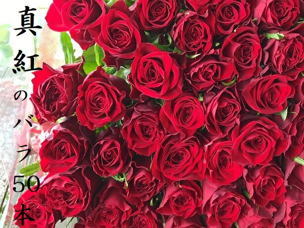 【ふるさと納税】Heguri Rose バラの花束 （赤バラ 50本）新鮮 高品質 豪華 真紅のバラ 綺麗 平群のバラ 平群ブランド 誕生日 記念日 お祝い