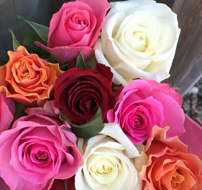【ふるさと納税】Heguri Rose バラの花束（8本）ローズ 新鮮 高品質 綺麗 平群のバラ 平群ブランド 誕生日 記念日 お祝い