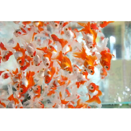 親子で金魚ゼミ!!【あなたも金魚博士】(2名様分)