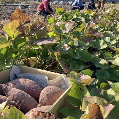 奈良県斑鳩町の画像2
