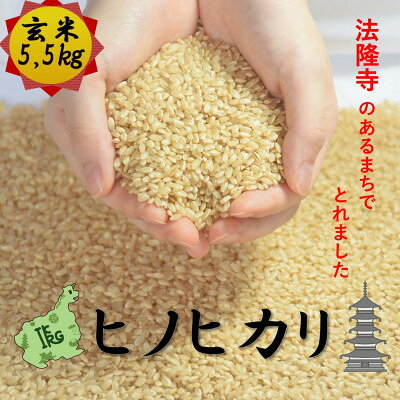 世界遺産「法隆寺」のあるまちで採れた玄米[ヒノヒカリ]5.5kg 令和7年産