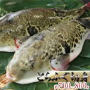 【ふるさと納税】国産とらふぐ1匹 てっちり鍋4人前 【魚貝類・フグ・ふぐ・鍋・4人前】