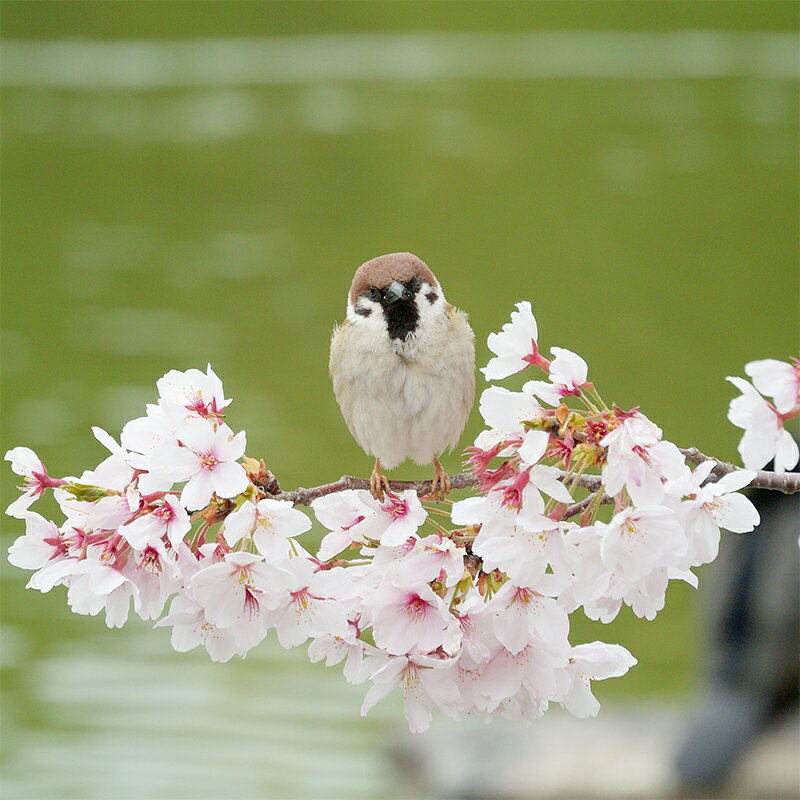 アートパネル すずめ [ 織物 フォトグラファー 下村綱起 撮影 風景 動物 写真 厳選 作品 フェルト 生地 オリジナル インテリア プレゼント 癒し ]