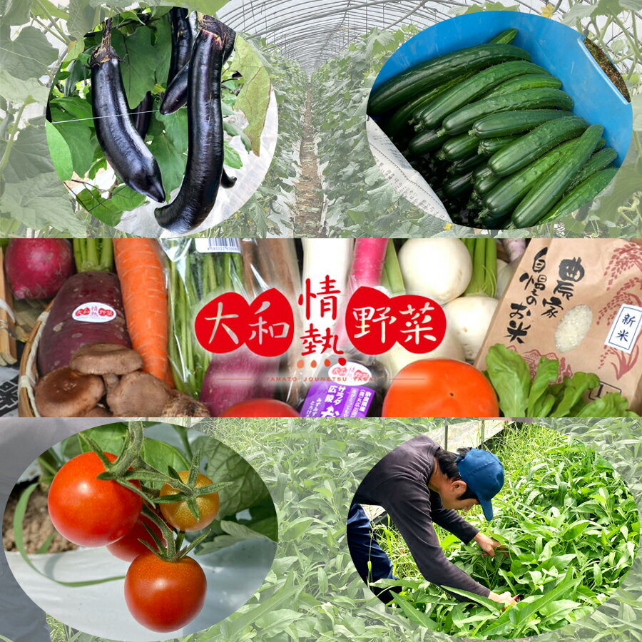 1位! 口コミ数「0件」評価「0」大和情熱野菜の玉手箱 / 旬の野菜セット 国産 奈良県 広陵町 野菜 ふるさと納税 詰め合わせ 葉物 きのこ キノコ 舞茸 エリンギ ブナシ･･･ 