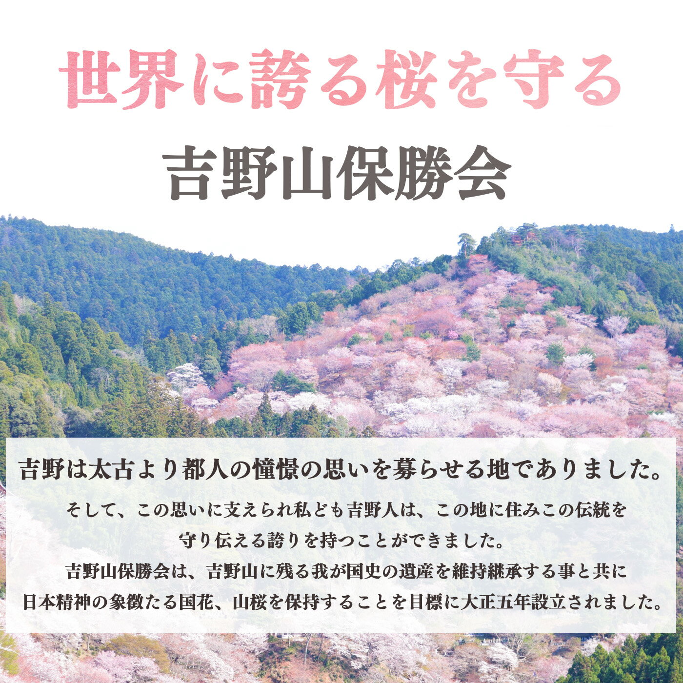 【ふるさと納税】吉野山の桜の苗木 1本（一年生）