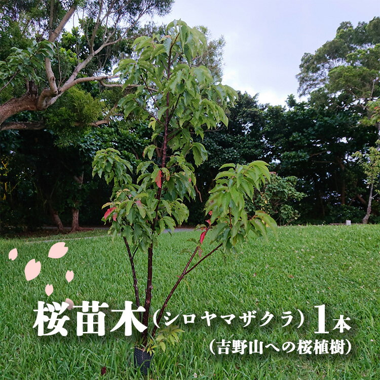 【ふるさと納税】桜苗木 シロヤマザクラ 1本 吉野山への桜植樹 
